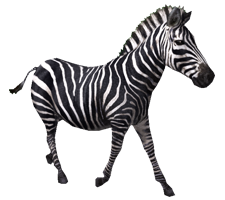Zebra PNG image-8962